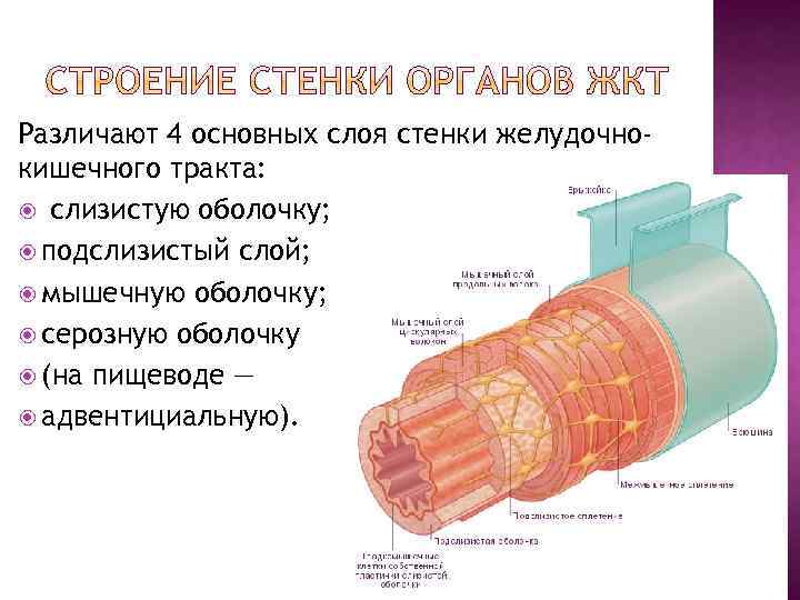 Особенности строения стенки