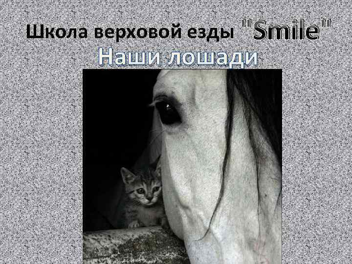 Школа верховой езды 