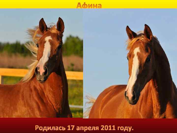 Родилась 17 апреля 2011 году. 