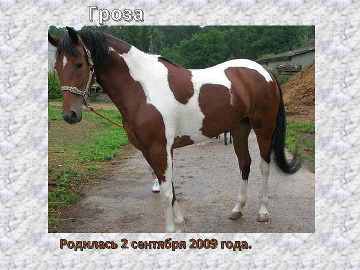 Гроза Родилась 2 сентября 2009 года. 