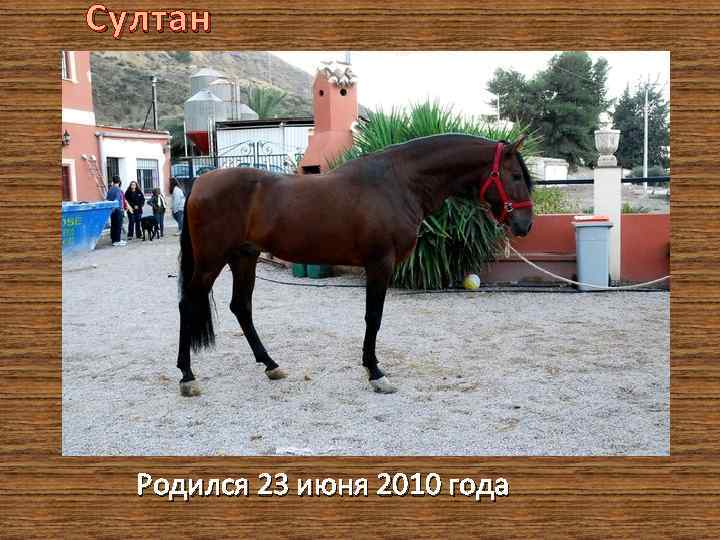 Султан Родился 23 июня 2010 года 
