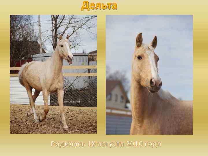 Дельта Родилась 18 августа 2010 года 