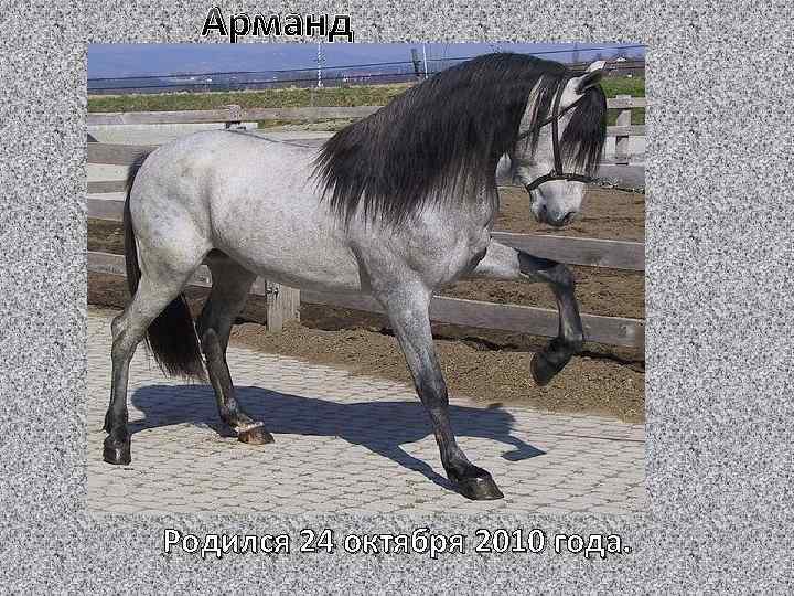 Арманд Родился 24 октября 2010 года. 