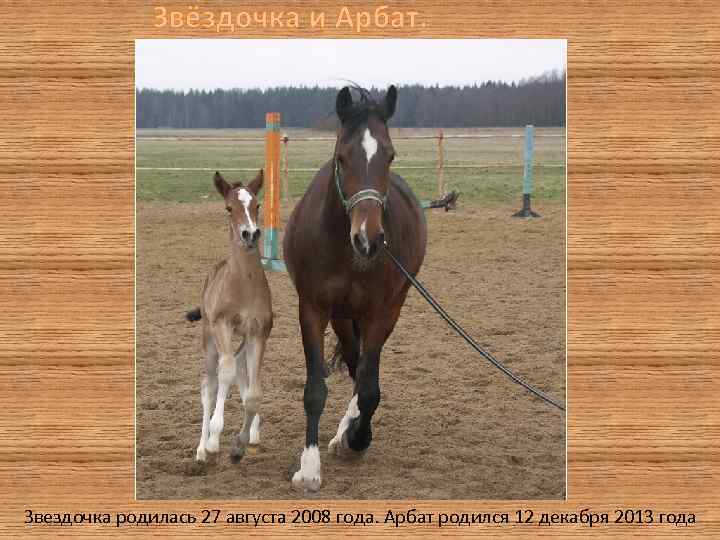 Звёздочка и Арбат. Звездочка родилась 27 августа 2008 года. Арбат родился 12 декабря 2013