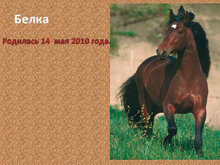 Белка Родилась 14 мая 2010 года. 