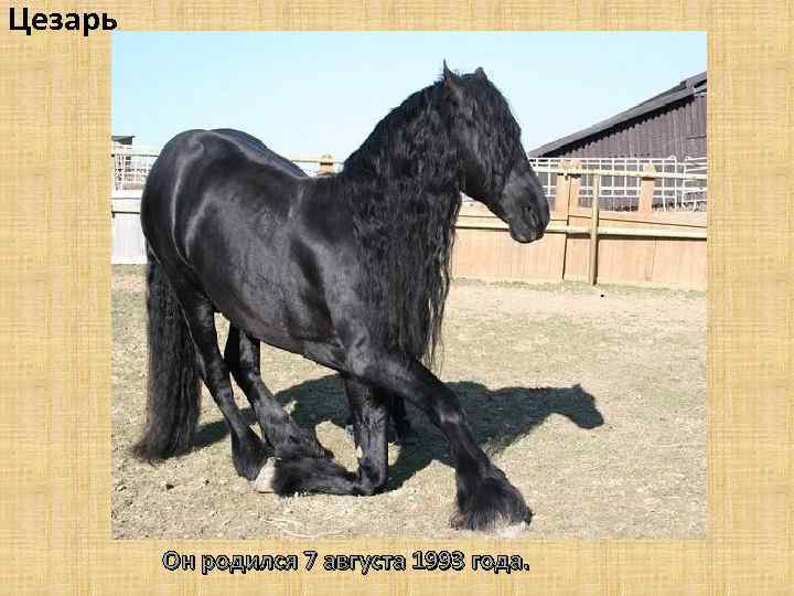 Цезарь Он родился 7 августа 1993 года. 