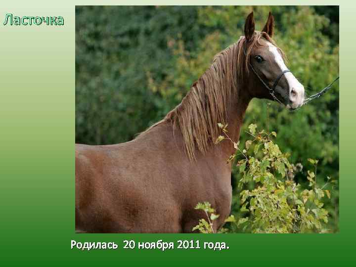 Ласточка Родилась 20 ноября 2011 года. 