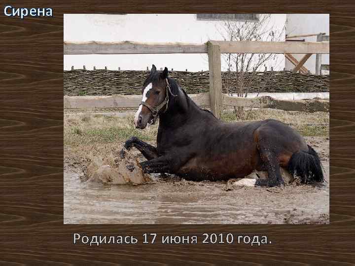 Сирена Родилась 17 июня 2010 года. 
