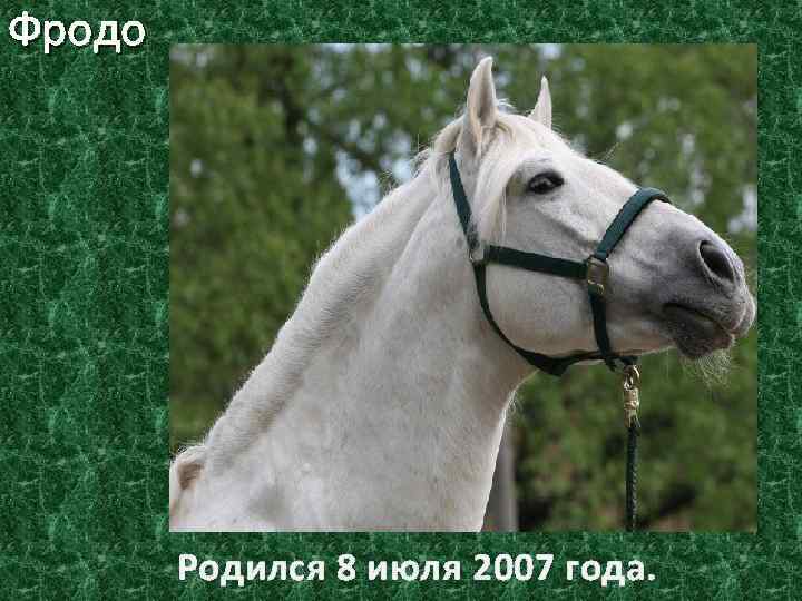 Фродо Родился 8 июля 2007 года. 