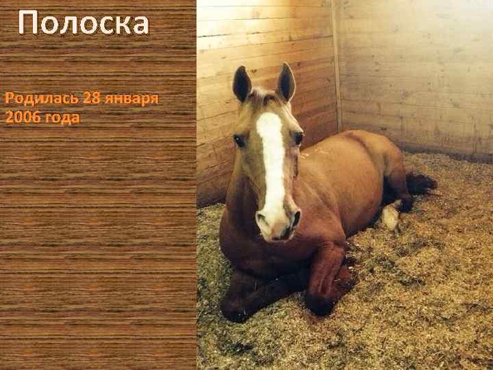 Полоска Родилась 28 января 2006 года 