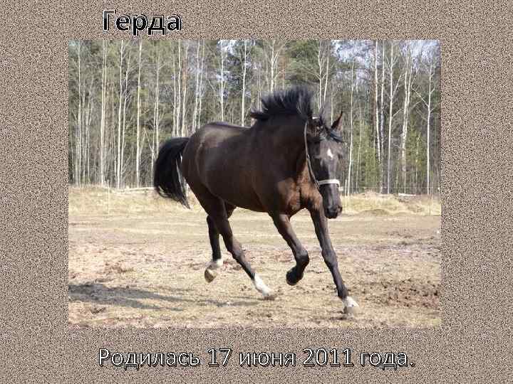 Герда Родилась 17 июня 2011 года. 