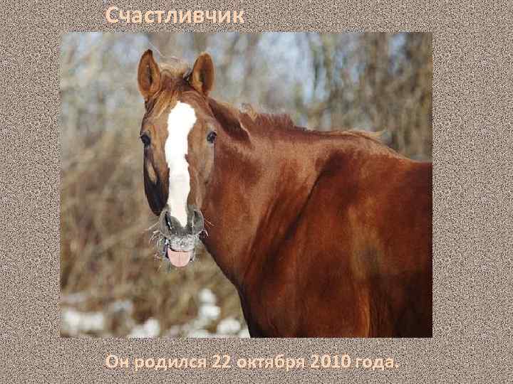 Счастливчик Он родился 22 октября 2010 года. 