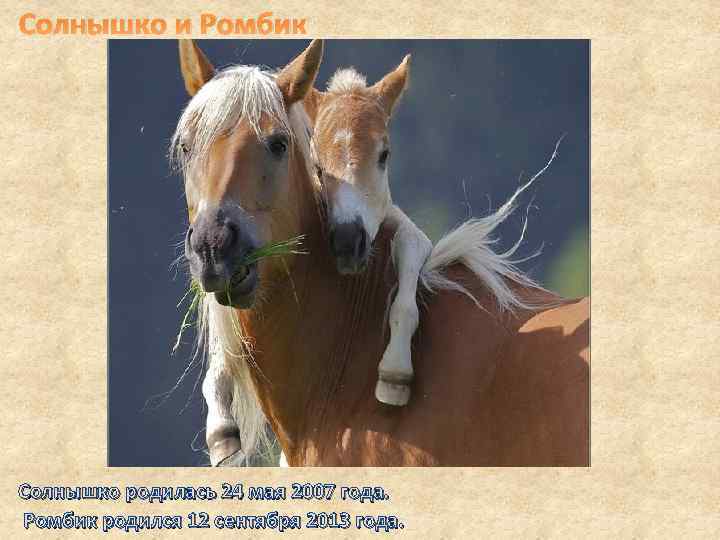 Солнышко и Ромбик Солнышко родилась 24 мая 2007 года. Ромбик родился 12 сентября 2013