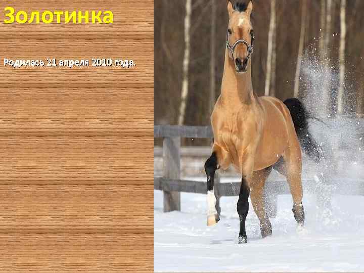 Золотинка Родилась 21 апреля 2010 года. 