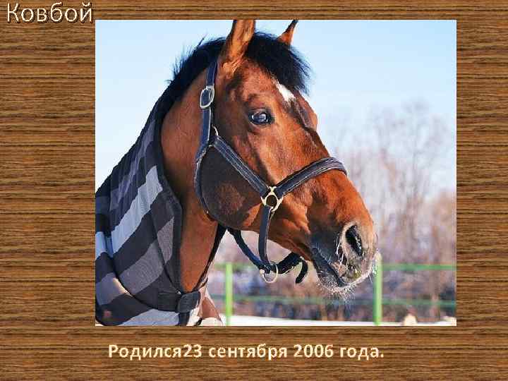 Ковбой Родился 23 сентября 2006 года. 