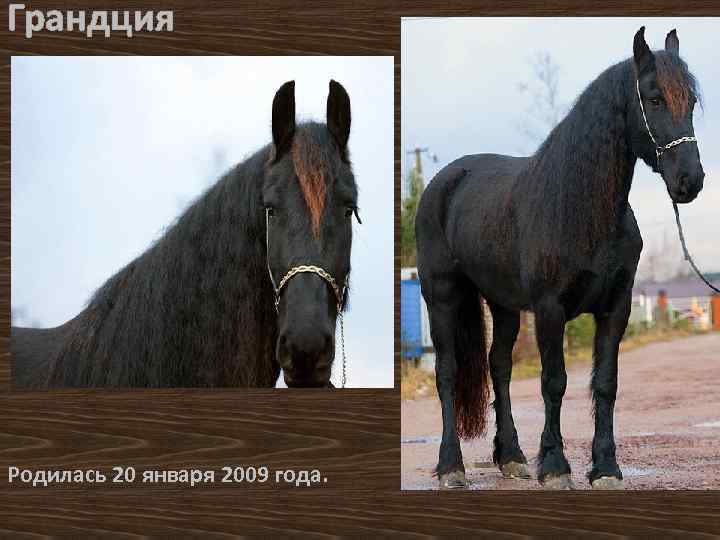 Грандция Родилась 20 января 2009 года. 