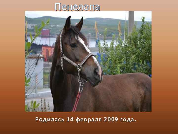 Пенелопа Родилась 14 февраля 2009 года. 