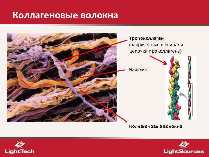 Коллагеновые волокна Тропоколлаген (закрученные в спирали цепочки проколлагена) Эластин Коллагеновые волокна 