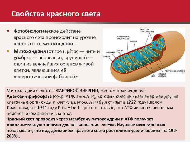 Свойства красного света § Фотобиологическое действие красного сета происходит на уровне клеток в т.