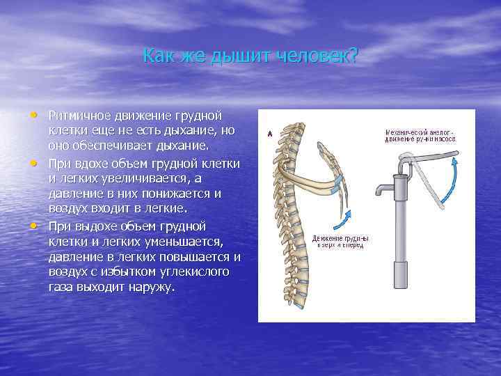 Как же дышит человек? • Ритмичное движение грудной • • клетки еще не есть