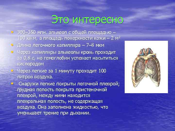 Это интересно • 300– 350 млн. альвеол с общей площадью – • • 100