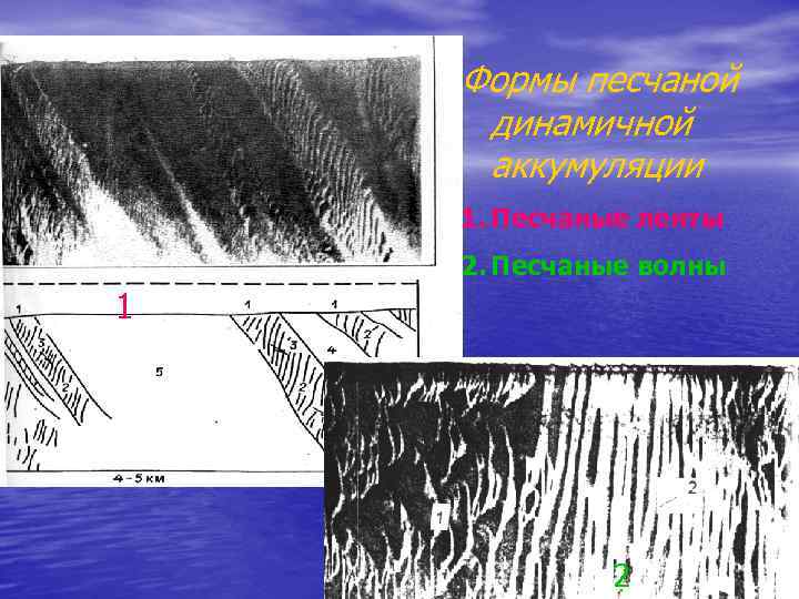 Формы песчаной динамичной аккумуляции 1. Песчаные ленты 2. Песчаные волны 1 2 