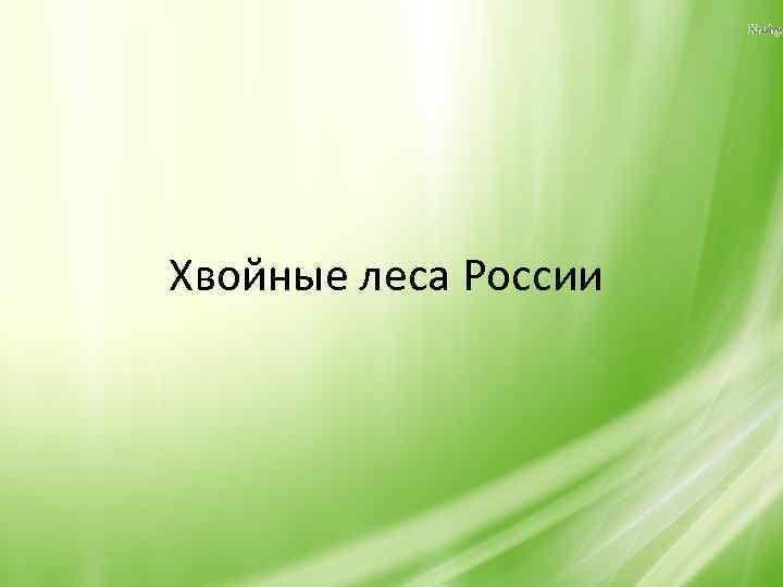 Хвойные леса России 