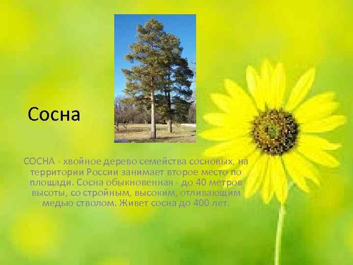 Сосна СОСНА - хвойное дерево семейства сосновых, на территории России занимает второе место по