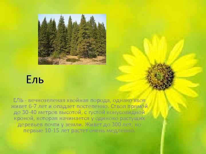 Ель ЕЛЬ - вечнозеленая хвойная порода, однако хвоя живет 6 -7 лет и опадает