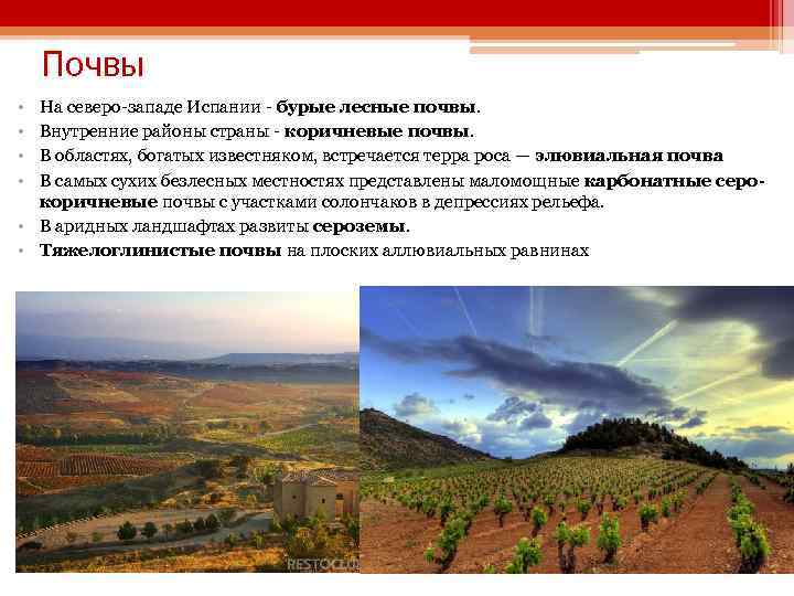 Почвы • • На северо-западе Испании - бурые лесные почвы. Внутренние районы страны -