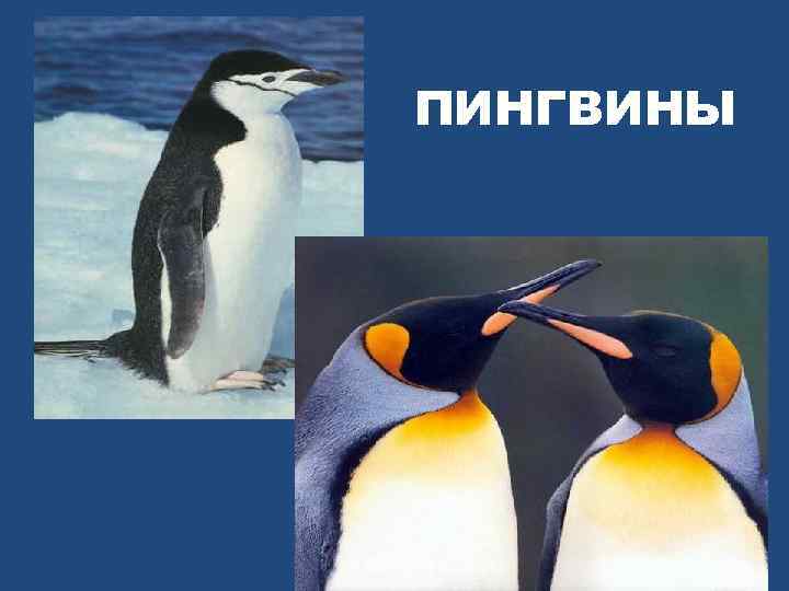 ПИНГВИНЫ 
