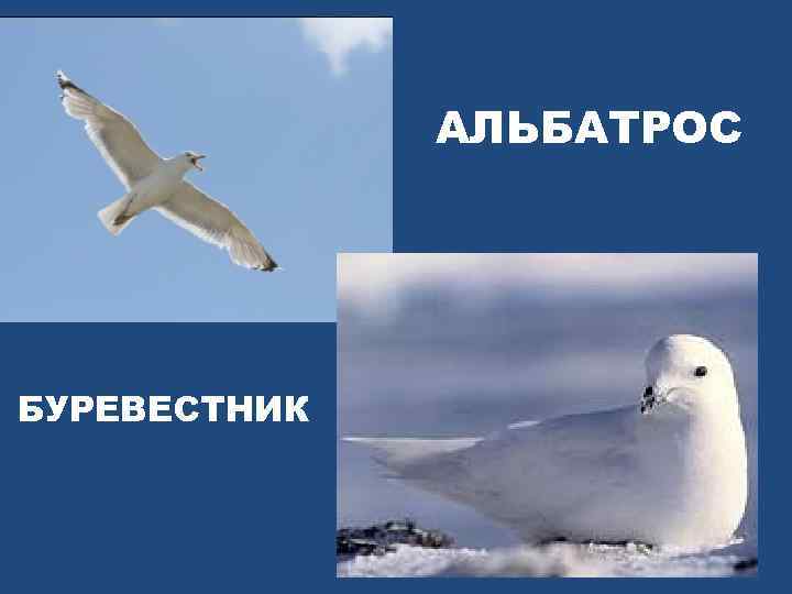 АЛЬБАТРОС БУРЕВЕСТНИК 