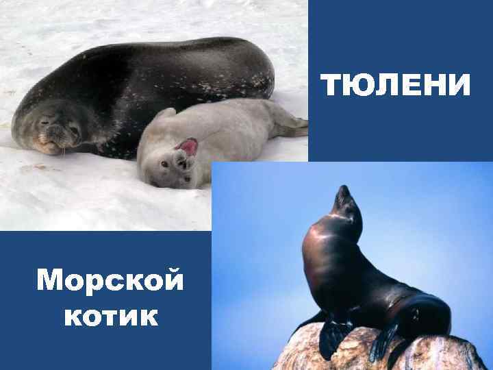 ТЮЛЕНИ Морской котик 