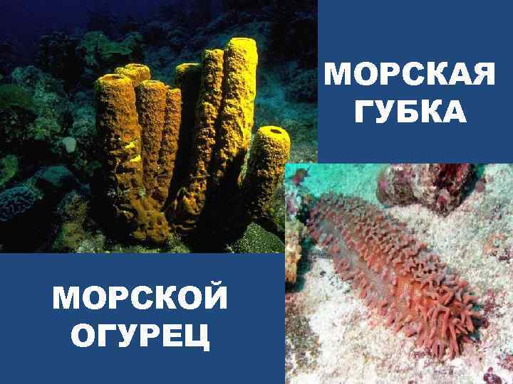 МОРСКАЯ ГУБКА МОРСКОЙ ОГУРЕЦ 