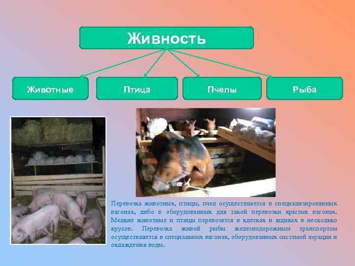 Живность Животные Птица Пчелы Рыба Перевозка животных, птицы, пчел осуществляется в специализированных вагонах, либо
