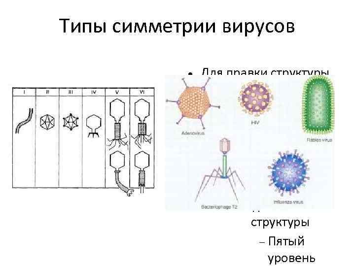Типы симметрии вирусов Для правки структуры щелкните мышью Второй уровень структуры Третий уровень структуры
