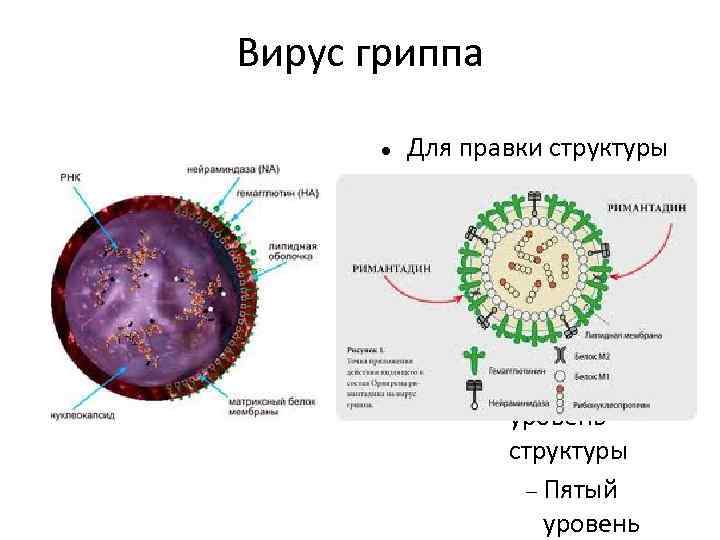 Вирус гриппа Для правки структуры щелкните мышью Второй уровень структуры Третий уровень структуры Четвёртый