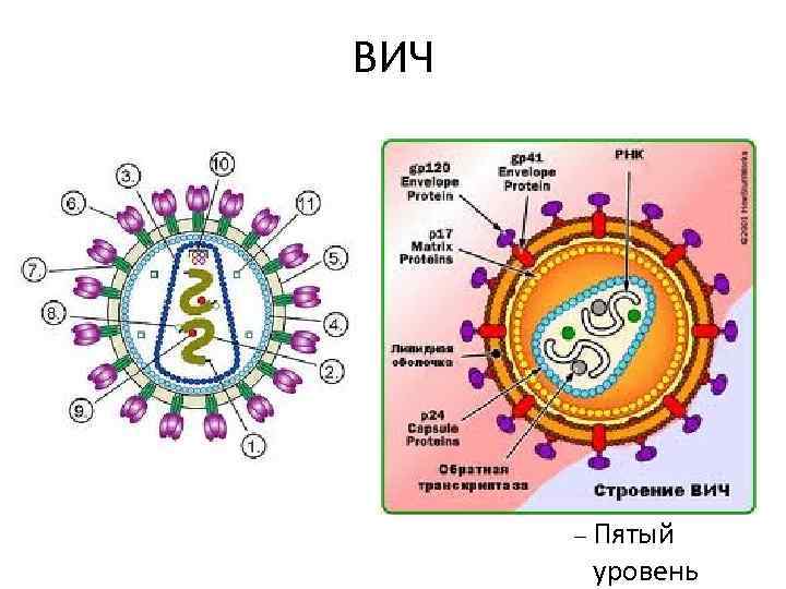 ВИЧ Для правки структуры щелкните мышью Второй уровень структуры Третий уровень структуры Четвёртый уровень