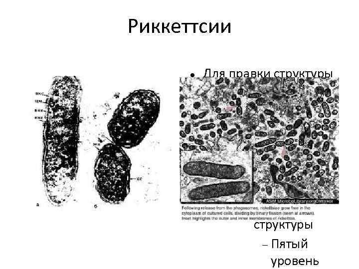 Риккеттсии Для правки структуры щелкните мышью Второй уровень структуры Третий уровень структуры Четвёртый уровень