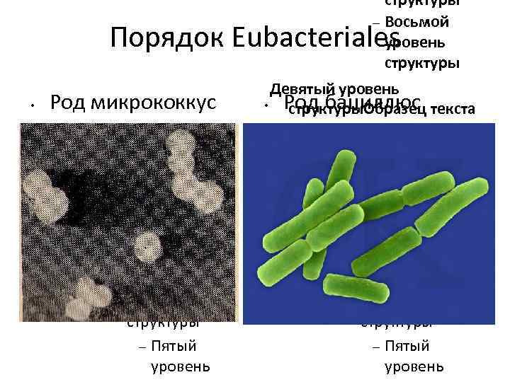 структуры Восьмой уровень структуры Порядок Eubacteriales Род микрококкус • Для правки структуры щелкните мышью