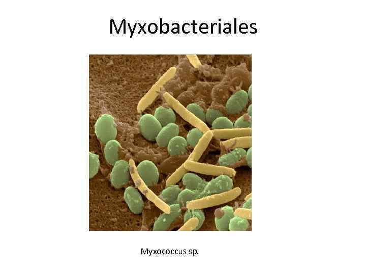 Myxobacteriales Myxococcus sp. 