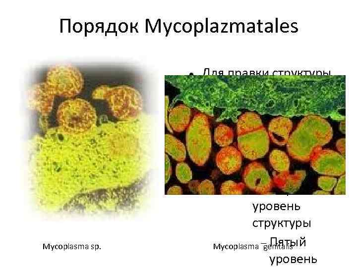 Порядок Mycoplazmatales Для правки структуры щелкните мышью Второй уровень структуры Третий уровень структуры Четвёртый