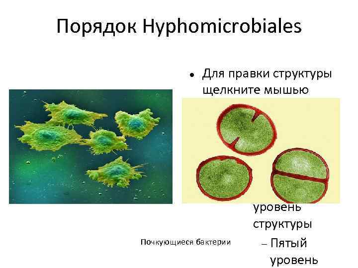 Порядок Hyphomicrobiales Для правки структуры щелкните мышью Второй уровень структуры Третий уровень структуры Почкующиеся