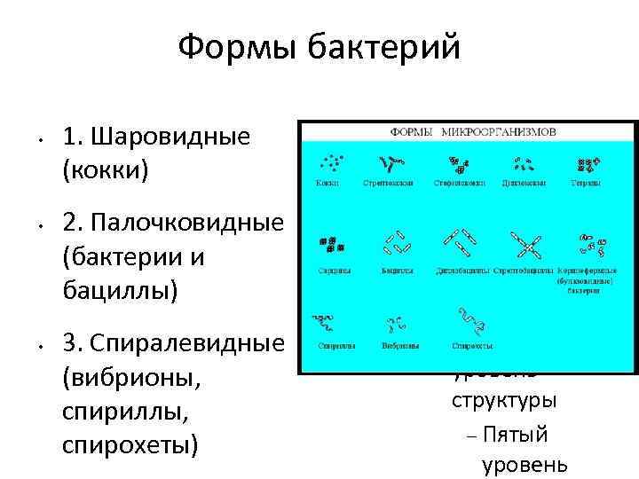 Формы бактерий • • • 1. Шаровидные (кокки) 2. Палочковидные (бактерии и бациллы) 3.