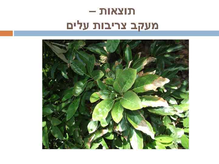  תוצאות – מעקב צריבות עלים 