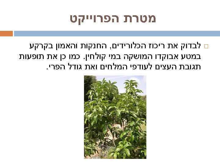  מטרת הפרוייקט לבדוק את ריכוז הכלורידים, החנקות והאמון בקרקע במטע אבוקדו המושקה במי