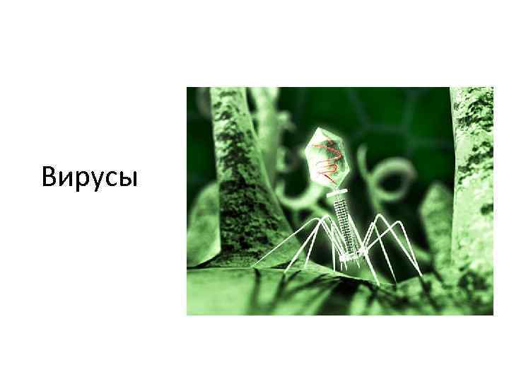 Вирусы 