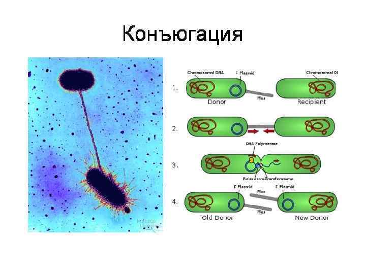 Строение вируса рисунок с подписями