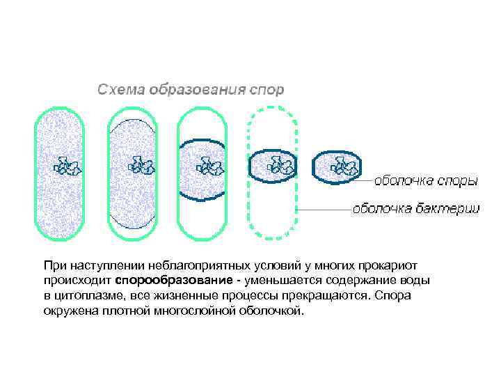 При наступлении неблагоприятных условий у многих прокариот происходит спорообразование - уменьшается содержание воды в