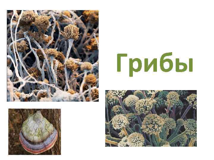 Грибы 